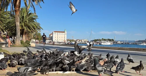 Prosjektbilde for Microscope and equipment to help a wildlife rehabilitator in Croatia! 