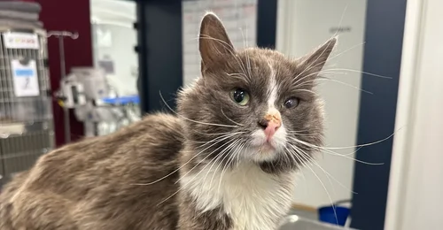 Prosjektbilde for Hjertevarm pus funnet syk – la oss redde ham🐱