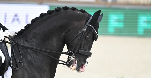 Prosjektbilde for Ditt bidrag går til dokumentasjon av hestens opplevelser i sporten. 