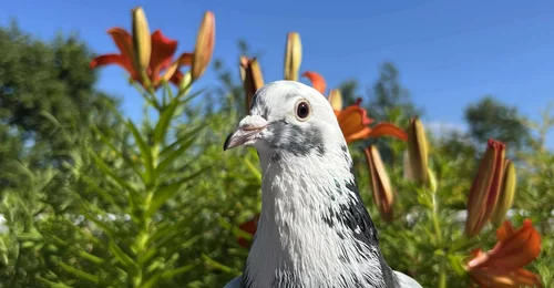 Prosjektbilde for Pookie’s pigeon fundraiser