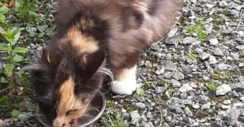 Prosjektbilde for Hjelp kattene før vinteren kommer.