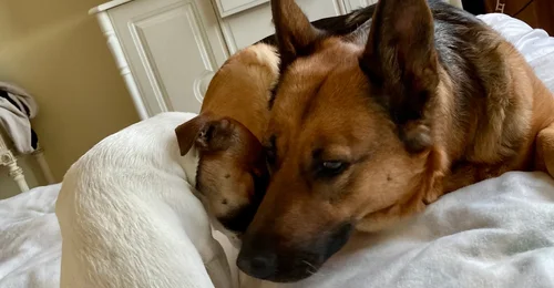 Prosjektbilde for 🐾🐾 Hjelp meg med å lage et midlertidig herberge for hunder som ikke klarer seg i vanlige herberger