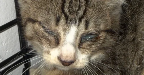 Prosjektbilde for Akutt hjelp til veterinær utgifter til syke kattunger fra koloni