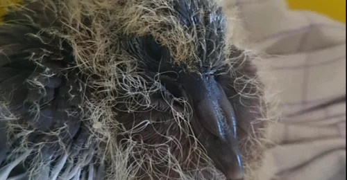 Prosjektbilde for To duer må til veterinær