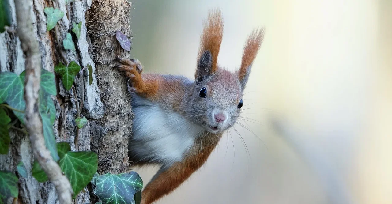 Illustrasjon for aksjonen