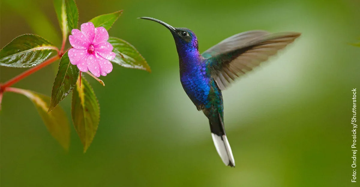 Illustrasjon for aksjonen