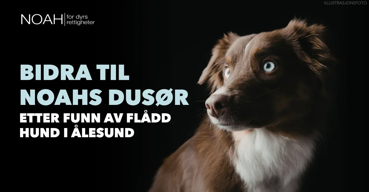 Illustrasjon for aksjonen