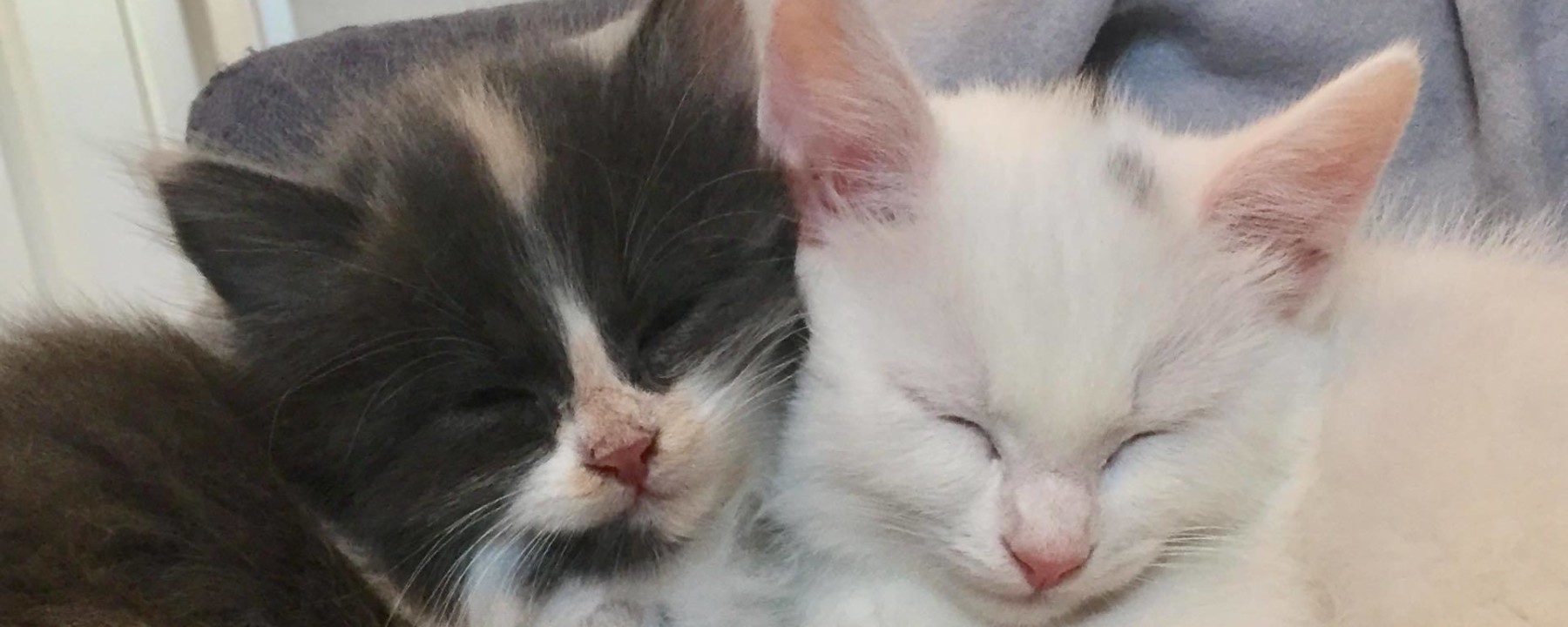 Prosjektbilde for Vær med å hjelp eierløse katter på Fosen.