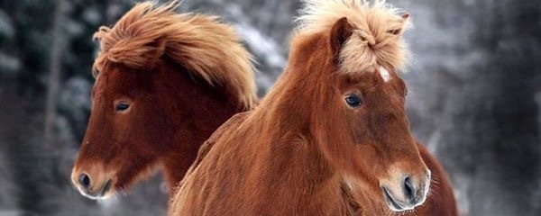 Prosjektbilde for Hov rideskole - trenger hjelp! 