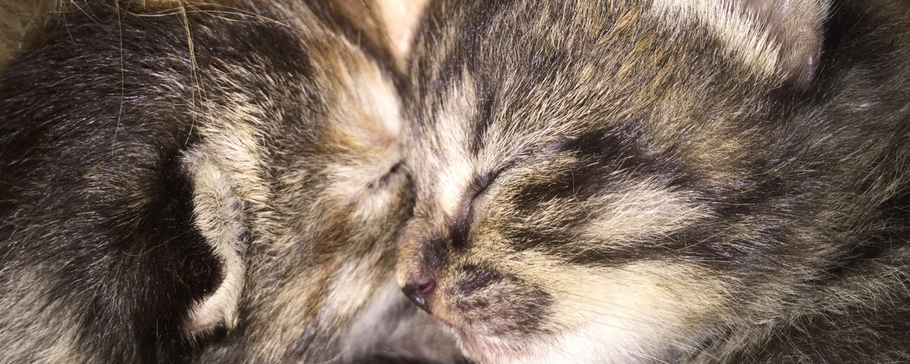 Prosjektbilde for Hjemløse katter på Fosen trenger din hjelp!