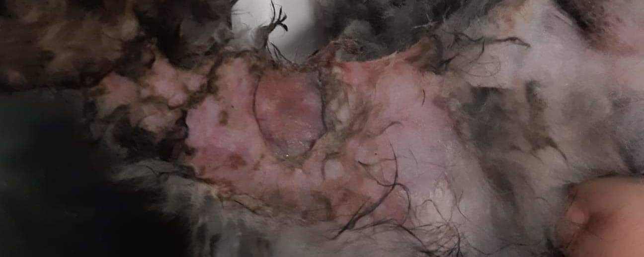 Prosjektbilde for Hjelp vanskjøtte kaniner/ Help Neglected bunnies💖