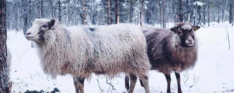 Prosjektbilde for Stall Fagerheim - Et rop om hjelp etter uventede hendelser