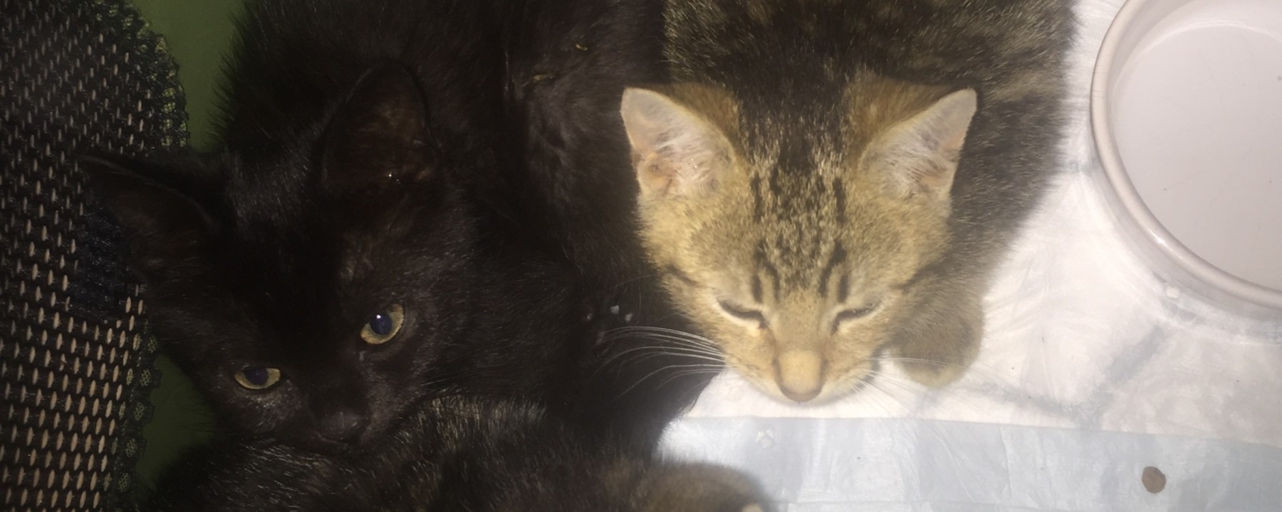 Prosjektbilde for Mat til kattunger