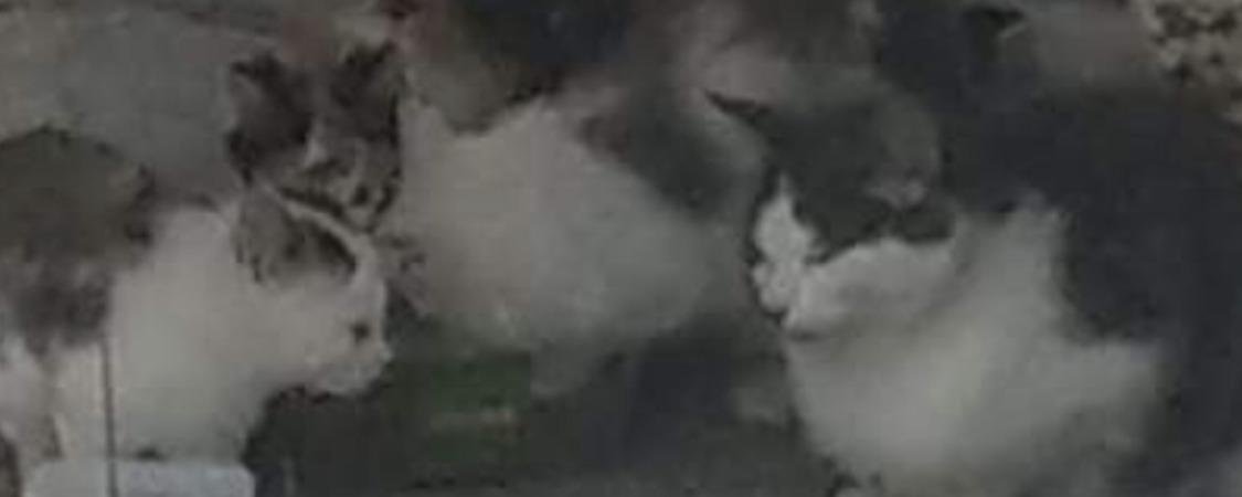 Prosjektbilde for Hjemløse katter