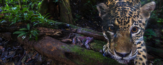 Prosjektbilde for HELP Amazonas regnskogen 