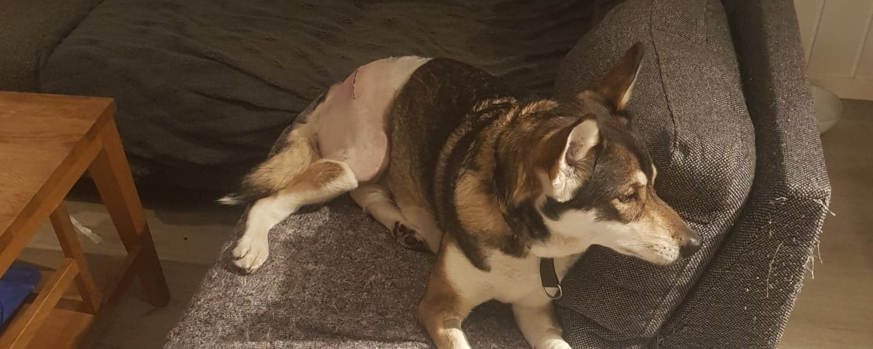 Prosjektbilde for Shika trenger operasjon etter påkjørsel.