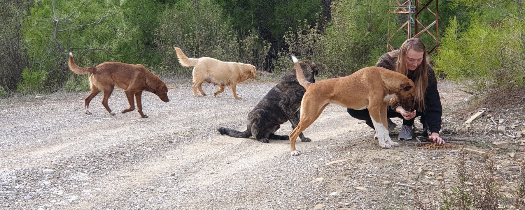Prosjektbilde for Gatehundene i Tyrkia