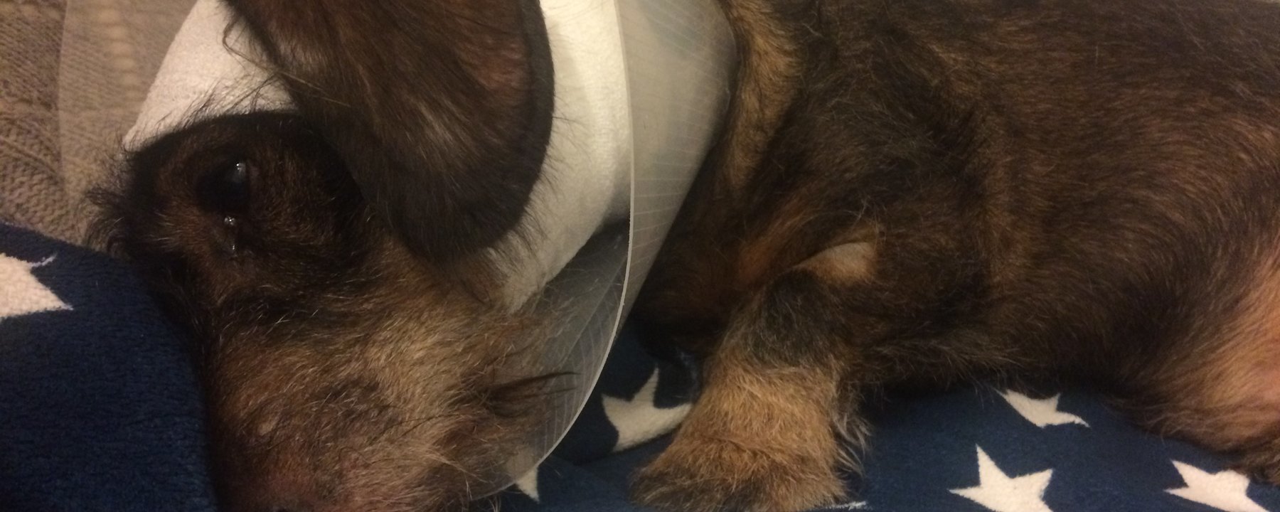 Prosjektbilde for Hjelp Enzo å bli frisk etter angrep fra to AmStaff